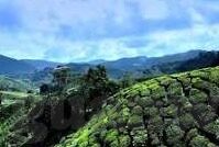 日韩av一级片-日韩AV一级片，文化、市场与影响